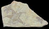 Plate Of Rare Cretaceous Starfish (Betelgeusia) - Morocco #54319-1